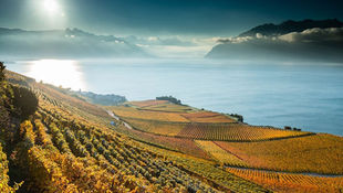 1378 PARTICIPANTS (180 TEAMS) FOR THE 1ST RUN MATE LAKE LÉMAN THIS WEEKEND!